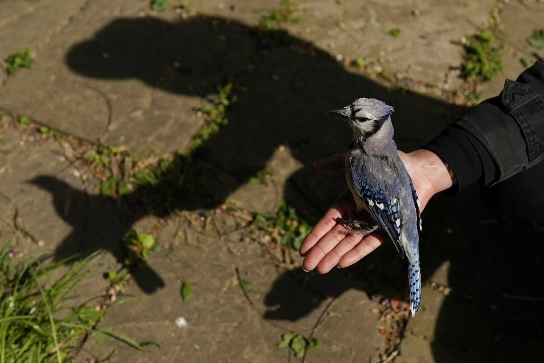 Songbird